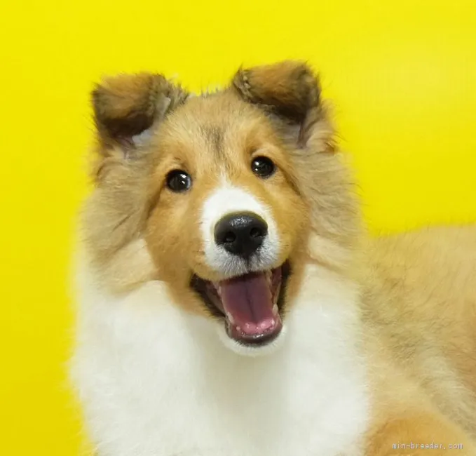 ID：1907-00333の子犬