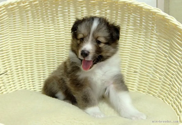 ポンタ 様のお迎えした子犬