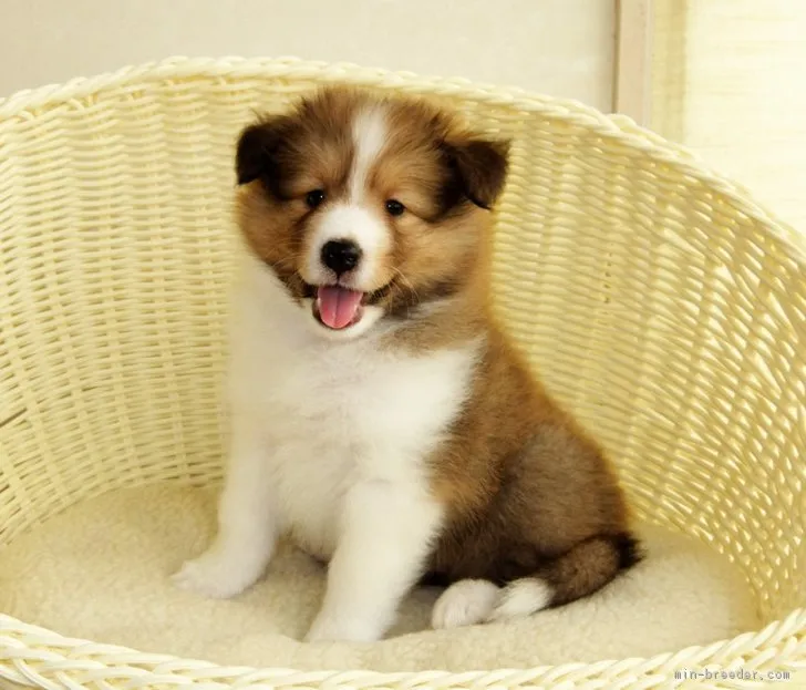 クラリス 様のお迎えした子犬