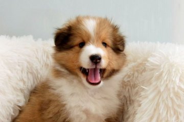 シェットランドシープドッグ【神奈川県・男の子・2022年2月20日・セーブル&ホワイト】の写真「可愛いお顔です」