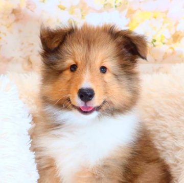 シェットランドシープドッグ【神奈川県・男の子・2024年9月1日・セーブル&ホワイト】の写真「イケメンです」