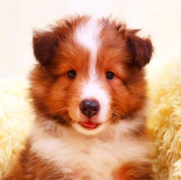 シェットランドシープドッグ【神奈川県・男の子・2023年5月11日・セーブル&ホワイト】の写真「犬質を重視し血統やスタンダードにこだわっています」