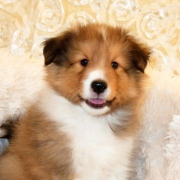 シェットランドシープドッグ【神奈川県・男の子・2022年11月11日・セーブル&ホワイト】の写真「甘えん坊です」