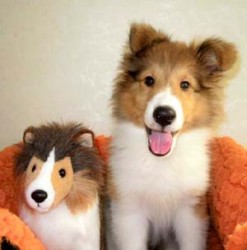 シェットランドシープドッグ【神奈川県・女の子・2012年6月6日・セーブル&ホワイト】の写真「」