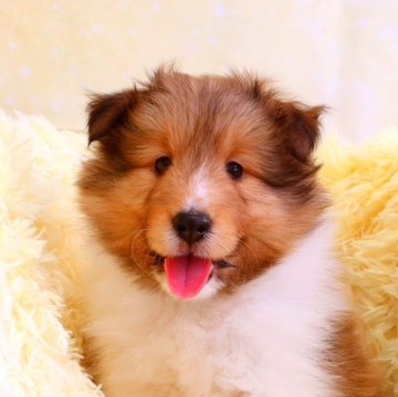 シェットランドシープドッグ【神奈川県・男の子・2023年8月28日・セーブル&ホワイト】の写真「ハイクオリティな血統です」