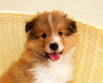 シェットランドシープドッグ【神奈川県・男の子・2021年3月30日・セーブル&ホワイト】の写真「イケメンです」