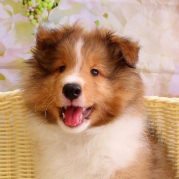 シェットランドシープドッグ【神奈川県・男の子・2023年5月11日・セーブル&ホワイト】の写真「ハイクオリティな子をご希望の方に」