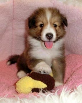 シェットランドシープドッグ【神奈川県・男の子・2010年9月7日・セーブル】の写真「」