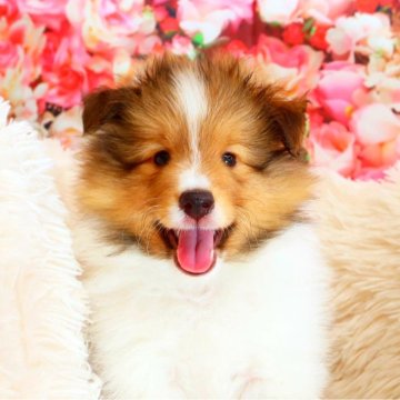 シェットランドシープドッグ【神奈川県・男の子・2024年4月8日・セーブル&ホワイト】の写真「血統優秀　イケメンです」