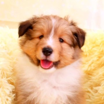 シェットランドシープドッグ【神奈川県・男の子・2023年8月28日・セーブル&ホワイト】の写真「小さめな男の子です」