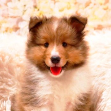 シェットランドシープドッグ【神奈川県・男の子・2024年9月8日・セーブル&ホワイト】の写真「血統優秀です」