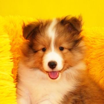 シェットランドシープドッグ【神奈川県・男の子・2022年10月21日・セーブル&ホワイト】の写真「イケメンです」