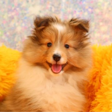 シェットランドシープドッグ【神奈川県・女の子・2023年12月17日・セーブル&ホワイト】の写真「小柄でモフモフな女の子」