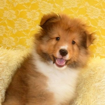 シェットランドシープドッグ【神奈川県・男の子・2022年11月11日・セーブル&ホワイト】の写真「イケメンです」