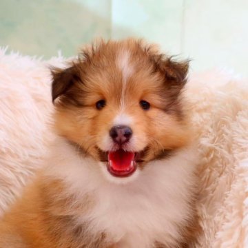 シェットランドシープドッグ【神奈川県・男の子・2024年5月5日・セーブル&ホワイト】の写真「血統優秀で可愛いお顔です」