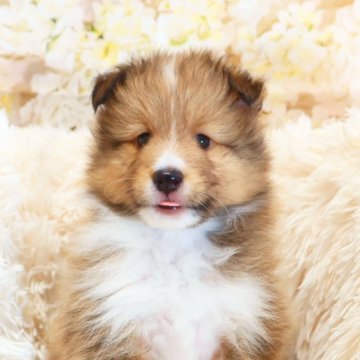 シェットランドシープドッグ【神奈川県・男の子・2024年9月8日・セーブル&ホワイト】の写真「小さい男の子」