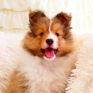 シェットランドシープドッグ【神奈川県・女の子・2024年5月5日・セーブル&ホワイト】の写真「小さくて可愛い女の子です」