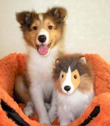 シェットランドシープドッグ【神奈川県・男の子・2012年6月3日・セーブル&ホワイト】の写真「」