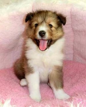 シェットランドシープドッグ【神奈川県・女の子・2013年1月8日・セーブル】の写真「」