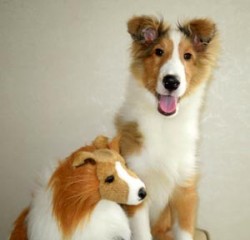 シェットランドシープドッグ【神奈川県・女の子・2012年1月9日・セーブル&ホワイト】の写真「」