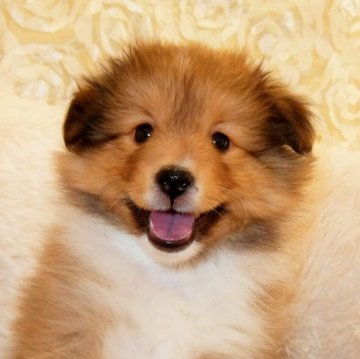 シェットランドシープドッグ【神奈川県・女の子・2022年11月11日・セーブル&ホワイト】の写真「小柄です」