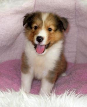 シェットランドシープドッグ【神奈川県・女の子・2012年6月3日・セーブル&ホワイト】の写真「」