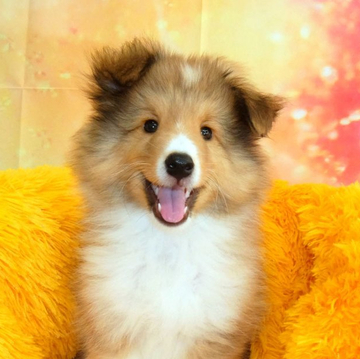 シェットランドシープドッグ【神奈川県・女の子・2022年3月24日・セーブル&ホワイト】の写真「可愛いお顔です」