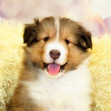 シェットランドシープドッグ【神奈川県・男の子・2022年11月6日・セーブル&ホワイト】の写真「甘えん坊な男の子です」