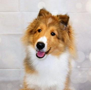 シェットランドシープドッグ【神奈川県・女の子・2022年6月16日・セーブル&ホワイト】の写真「ハイクラスな血統です」