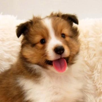 シェットランドシープドッグ【神奈川県・男の子・2022年10月21日・セーブル&ホワイト】の写真「元気いっぱいです」