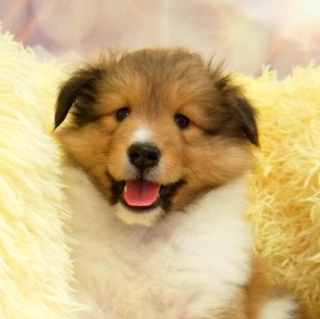 シェットランドシープドッグ【神奈川県・女の子・2022年11月6日・セーブル&ホワイト】の写真「フルカラーです」