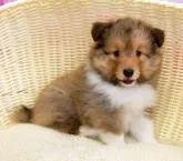 シェットランドシープドッグ【神奈川県・男の子・2022年6月15日・セーブル&ホワイト】の写真3