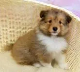 シェットランドシープドッグ【神奈川県・男の子・2022年6月15日・セーブル&ホワイト】の写真4