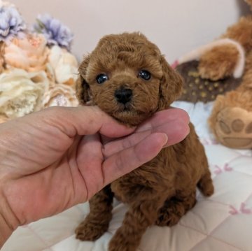 ティーカッププードル【新潟県・女の子・2025年10月11日・レッド】の写真「濃い綺麗なレッドの女の子♡Cute♡Poodle」