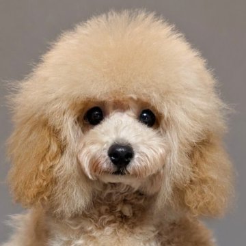 ティーカッププードル【新潟県・男の子・2025年5月2日・アプリコット】の写真「ティーカップサイズ確定♡モッフモフ可愛いです♡」