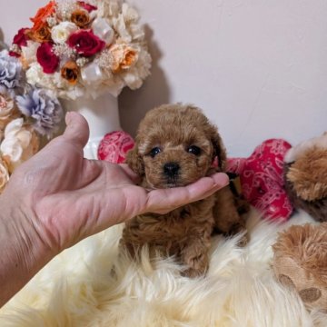 ティーカッププードル【新潟県・女の子・2025年10月11日・レッド】の写真「小さな〜小さな♡プリティガール♡」