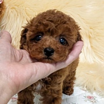 トイプードル(ティーカップ)【新潟県・男の子・2025年10月11日・レッド】の写真「☆極小ティーカップ☆お鼻の詰った激かわ坊や♡」