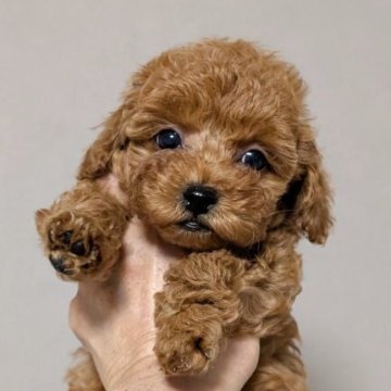 トイプードル(ティーカップ)【新潟県・男の子・2025年10月11日・レッド】の写真「濃いレッド♡おめめクリクリ♪♪♡」