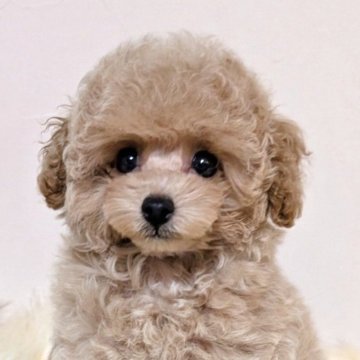 トイプードル(ティーカップ)【新潟県・男の子・2025年7月21日・シャンパン】の写真「Cute♡極上♡極小の爆毛プレミアムパピー☆」