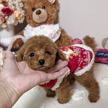 トイプードル(ティーカップ)【新潟県・女の子・2025年10月11日・レッド】の写真「濃い綺麗なレッドの女の子♡」