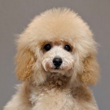 ティーカッププードル【新潟県・男の子・2025年5月2日・アプリコット】の写真「ティーカップサイズ確定♡モッフモフ可愛いです♡」