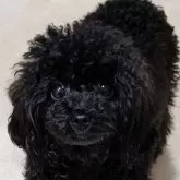 タイニープードル