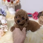 ティーカッププードル【新潟県・男の子・2025年10月11日・レッド】の写真1「コートが伸びてくると超Cuteなテディベアの様になります♡」