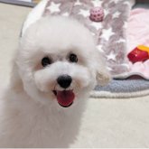 トイプードル(トイ)