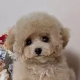 ティーカッププードル【新潟県・男の子・2025年7月21日・シャンパン】の写真1「❦サイズ確定♡ベビーフェイスのマイクロ坊や♡」