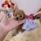 ティーカッププードル【新潟県・女の子・2025年10月11日・レッド】の写真1「日増しに可愛さが溢れてきます♡」