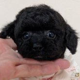 トイプードル(ティーカップ)