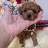 ティーカッププードル【新潟県・男の子・2025年10月11日・レッド】の写真1