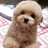 ティーカッププードル