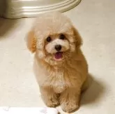 タイニープードル